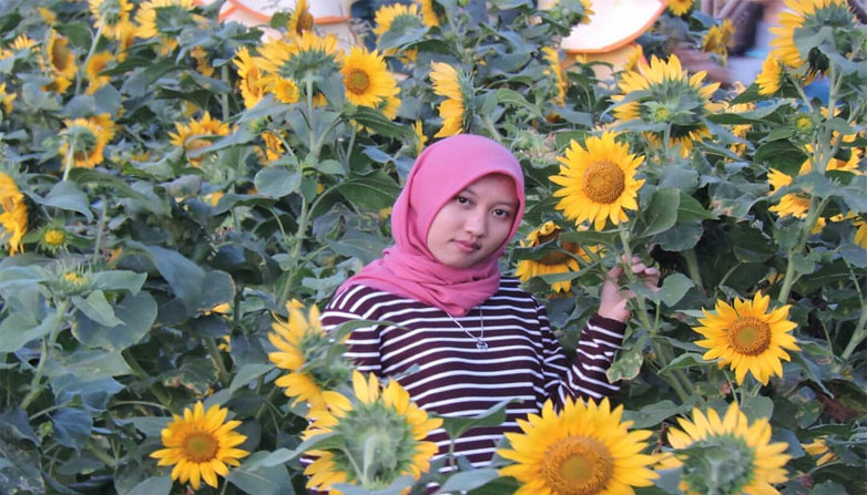 Taman Bunga Matahari Samas